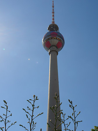 Fotos Fernsehturm und Bäume | Berlin
