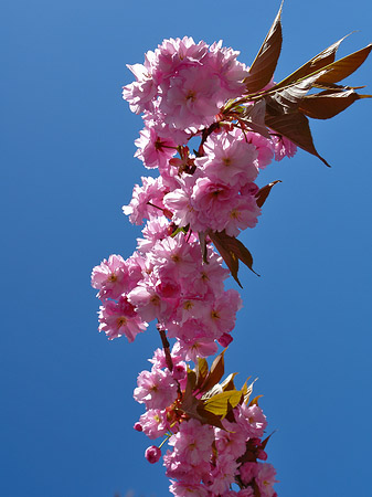 Foto Frühling - 