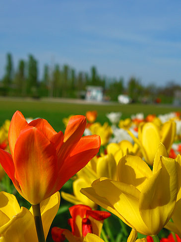 Foto Bundesgartenschau