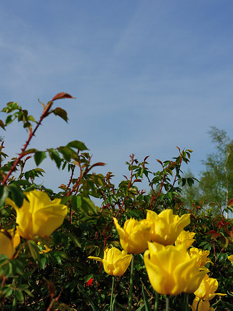 Foto Bundesgartenschau