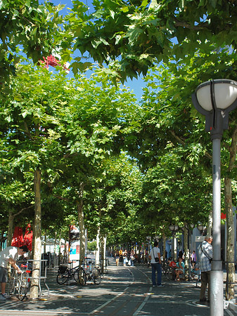 Bäume auf Zeil Foto 