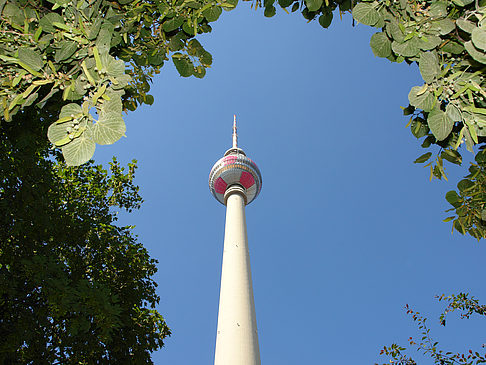 Fernsehturm und Bäume Foto 