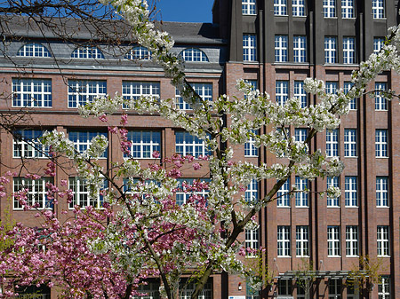Frühling Foto 