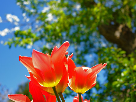 Frühling