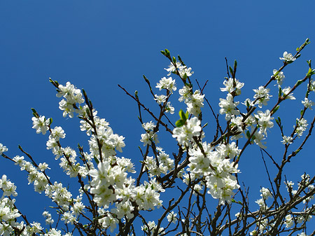 Foto Frühling