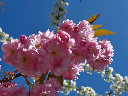Foto Frühling