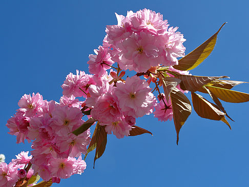 Frühling Foto 
