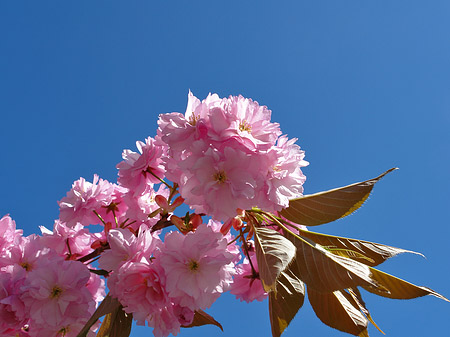 Frühling