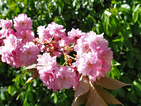 Frühling