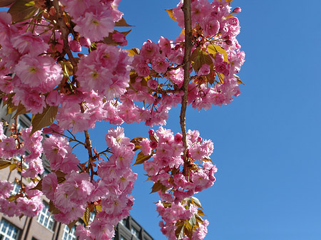 Frühling Foto 