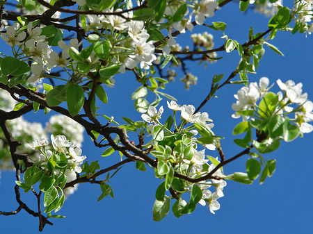 Frühling