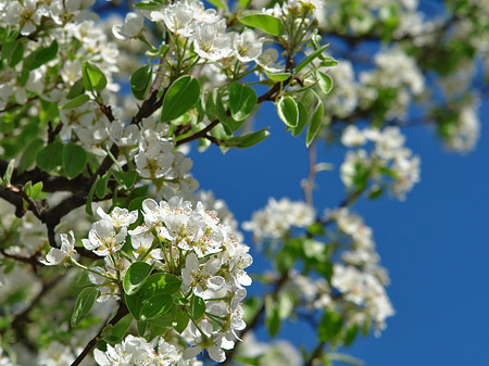 Fotos Frühling