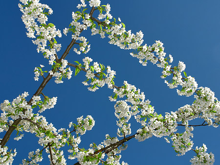 Frühling Fotos