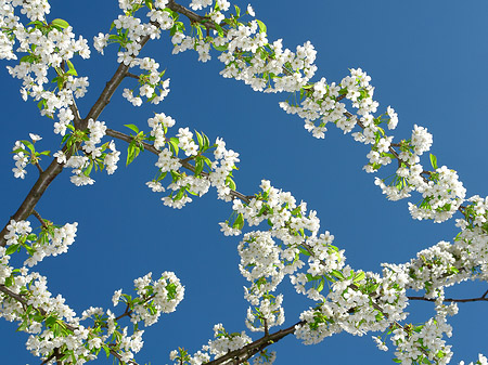 Frühling Fotos