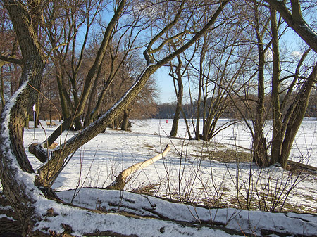 Fotos Eis im Wald