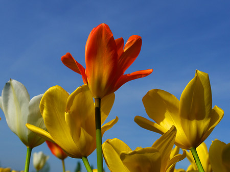 Bundesgartenschau Foto 