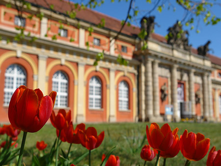 Foto Tulpen vor dem Filmmuseum