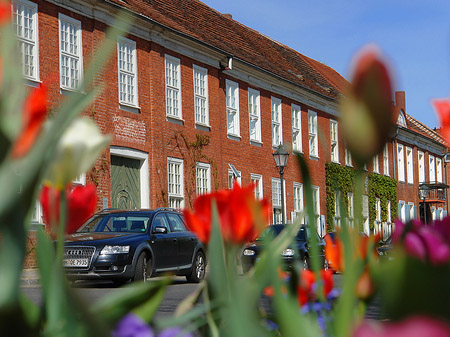 Fotos Blumen | Potsdam