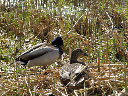 Fotos Enten im Lustgarten