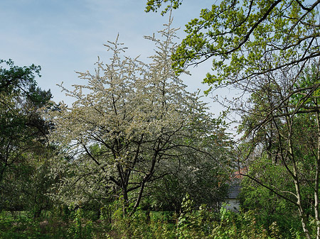 Volkspark Klein Glienicke Fotos