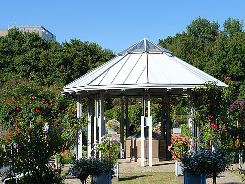 Foto Planten un Blomen - Rosengarten