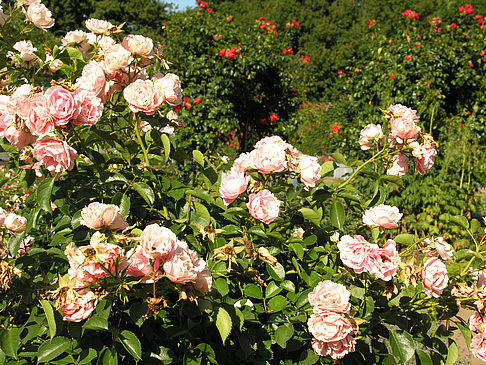 Planten un Blomen - Rosengarten Fotos