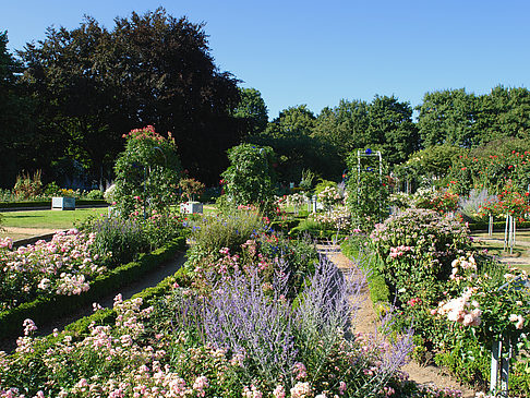 Fotos Planten un Blomen - Rosengarten | Hamburg
