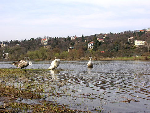 Villen am Elbufer